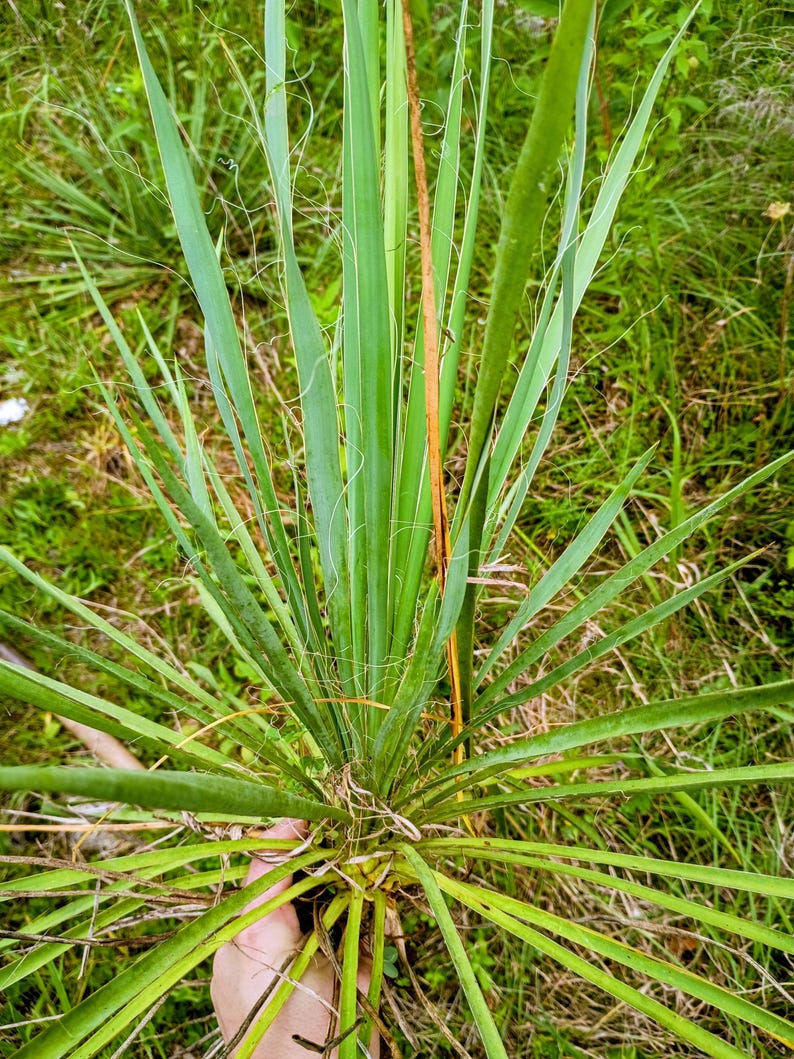 Yucca filamentosa — Adam's Needle | Native Tennessee Perennial, Live Plant