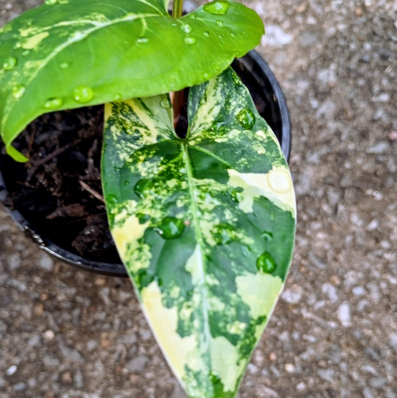 Syngonium podophyllum 'Aurea' Variegata — Variegated Arrowhead Vine, Live Plant