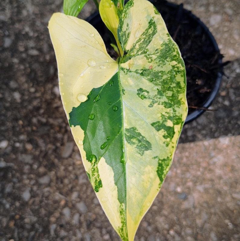 Syngonium podophyllum 'Aurea' Variegata — Variegated Arrowhead Vine, Live Plant