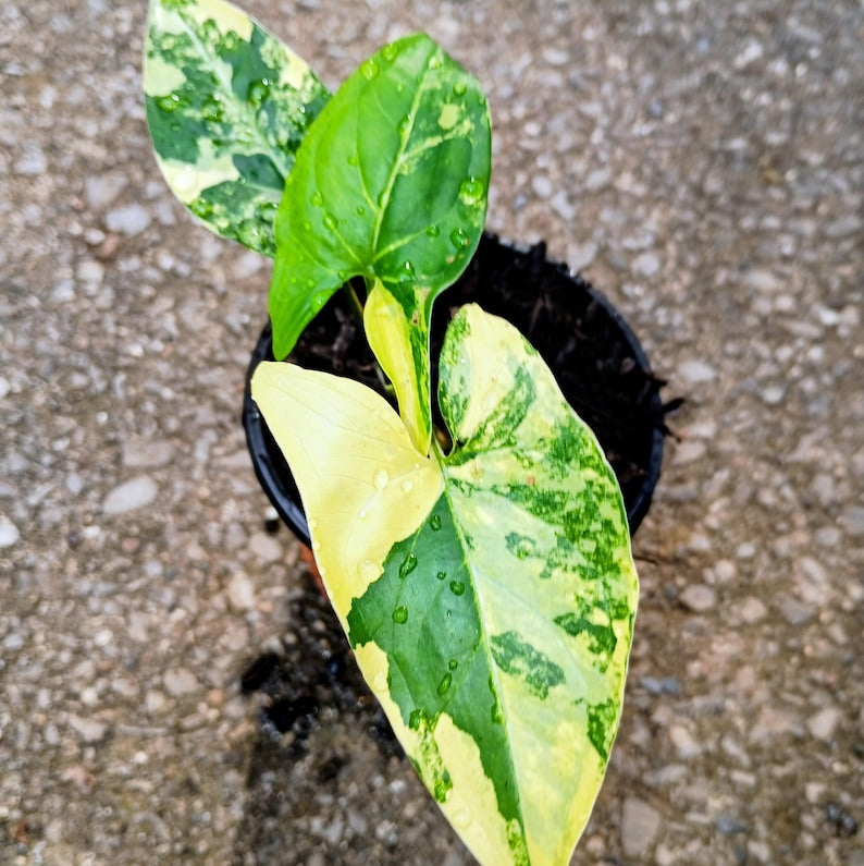 Syngonium podophyllum 'Aurea' Variegata — Variegated Arrowhead Vine, Live Plant