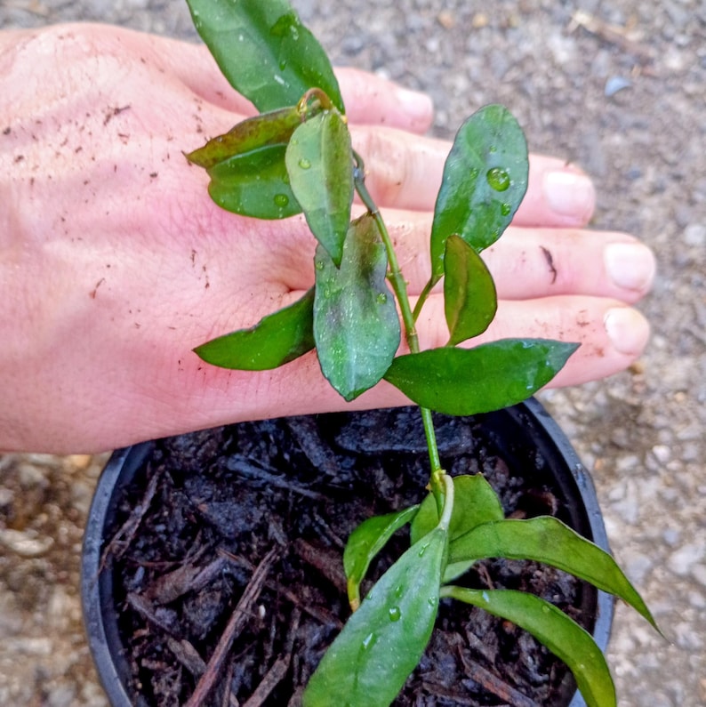 Hoya lacunosa — Cinnamon Hoya, Live Plant