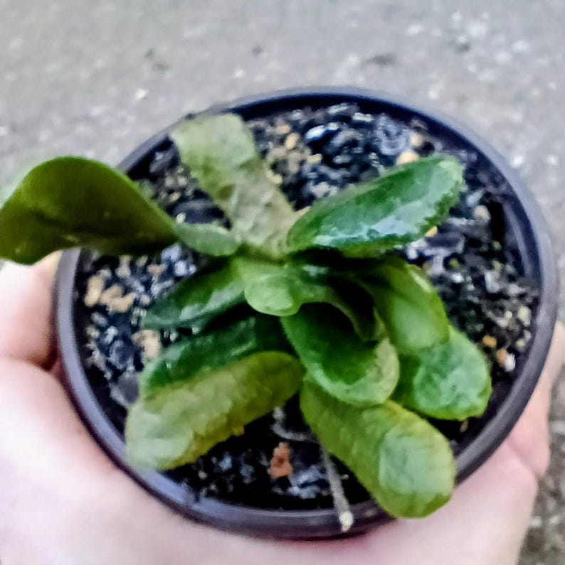 Hoya rotundiflora — Square Leaf Hoya, Live Plant