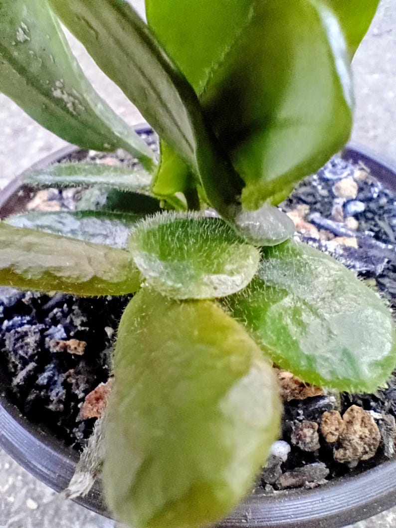 Hoya rotundiflora — Square Leaf Hoya, Live Plant