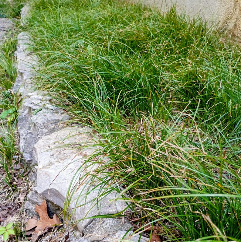 Carex jamesii — James' Sedge | Native Tennessee Woodland Groundcover, Live Plant