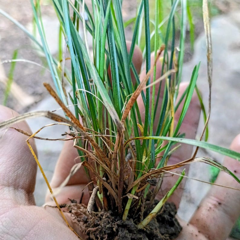 Carex jamesii — James' Sedge | Native Tennessee Woodland Groundcover, Live Plant