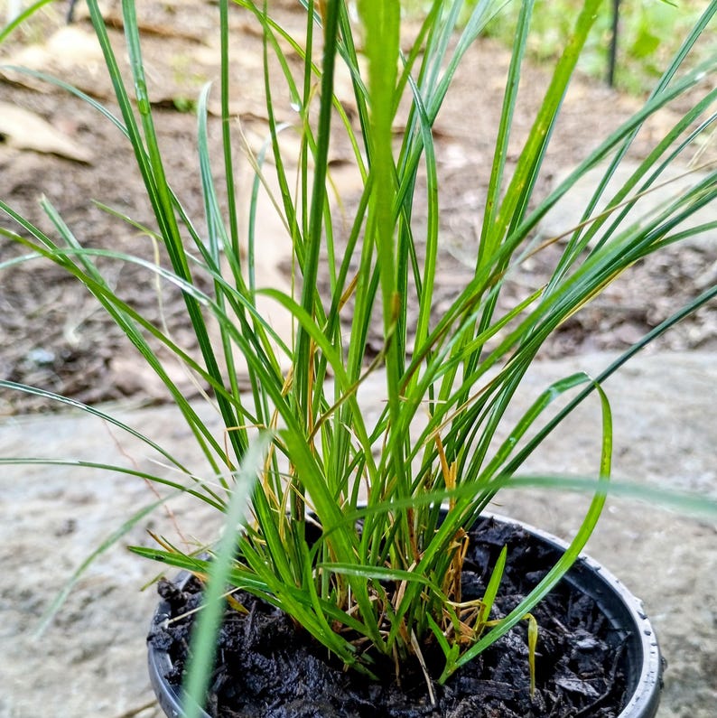 Carex jamesii — James' Sedge | Native Tennessee Woodland Groundcover, Live Plant
