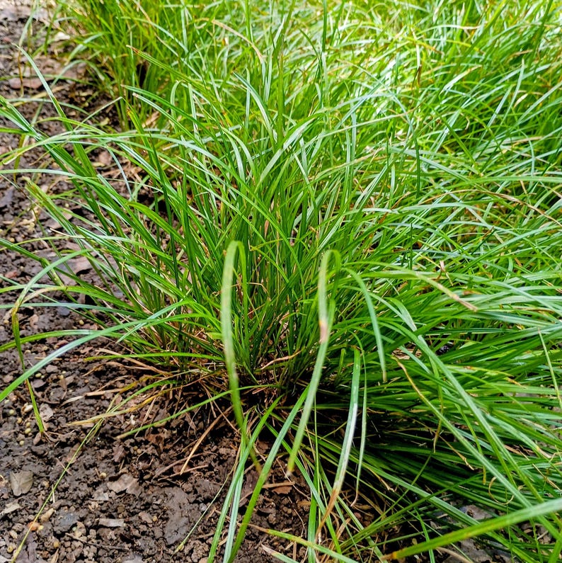 Carex jamesii — James' Sedge | Native Tennessee Woodland Groundcover, Live Plant
