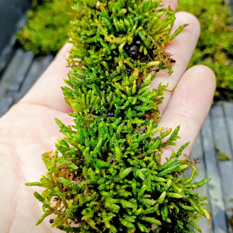 Pleurozium schreberi — Red-Stemmed Feathermoss | Native Woodland Moss, Live Vessel