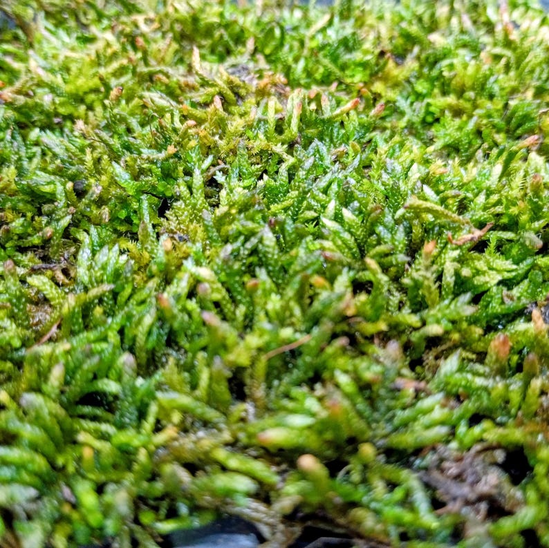 Pleurozium schreberi — Red-Stemmed Feathermoss | Native Woodland Moss, Live Vessel