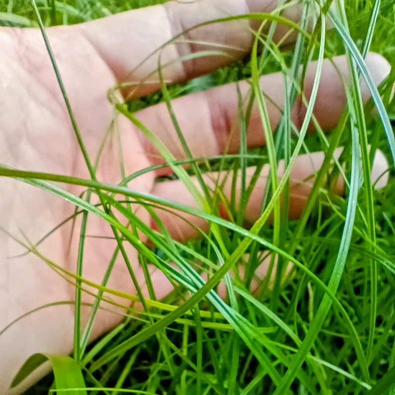 Carex pensylvanica — Pennsylvania Sedge | Native Tennessee Dry Shade Groundcover, Live Plant