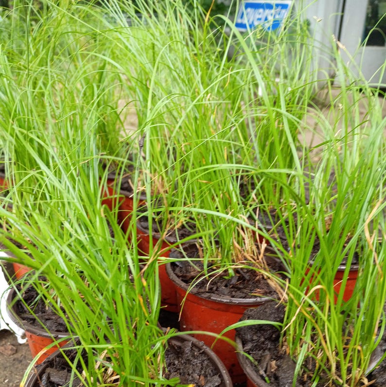 Carex pensylvanica — Pennsylvania Sedge | Native Tennessee Dry Shade Groundcover, Live Plant