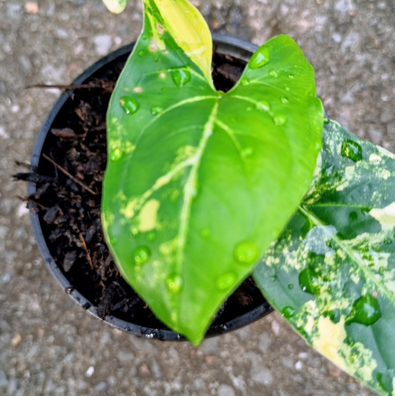 Syngonium podophyllum 'Aurea' Variegata — Variegated Arrowhead Vine, Live Plant