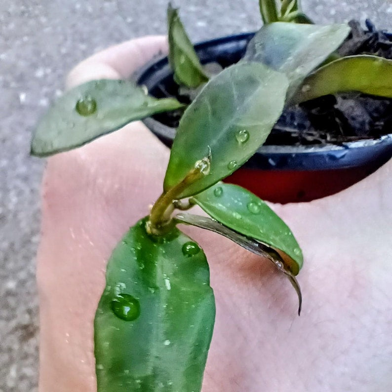 Hoya lacunosa — Cinnamon Hoya, Live Plant