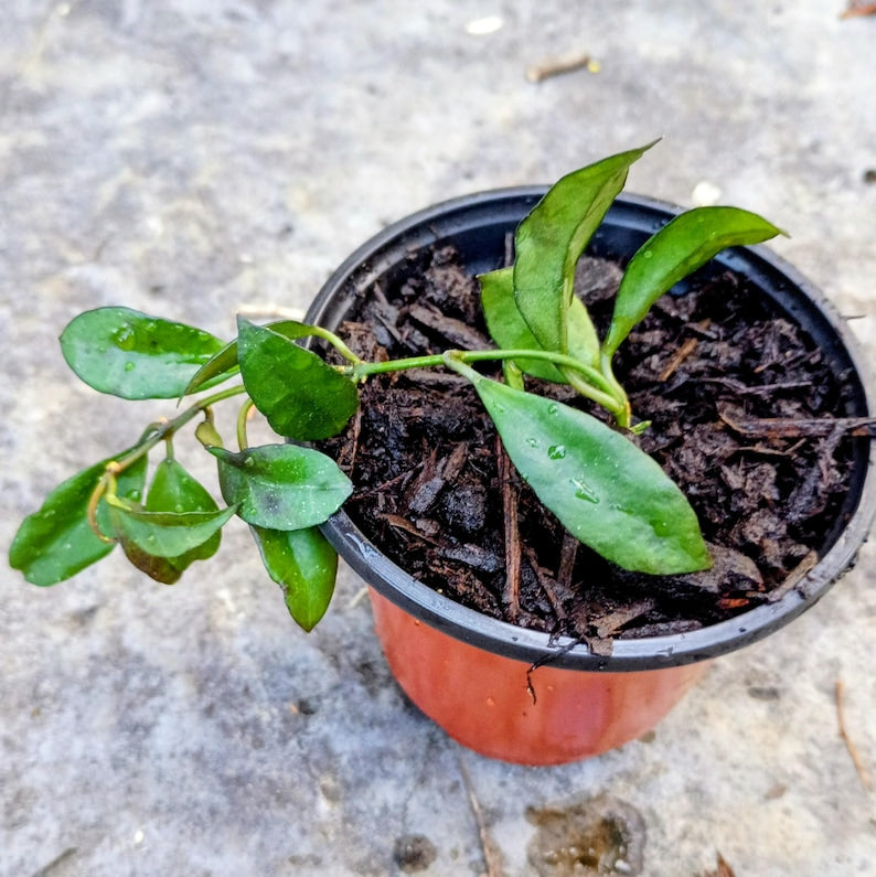 Hoya lacunosa — Cinnamon Hoya, Live Plant