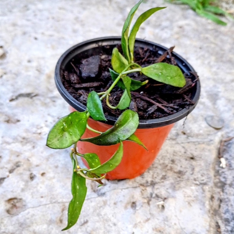 Hoya lacunosa — Cinnamon Hoya, Live Plant