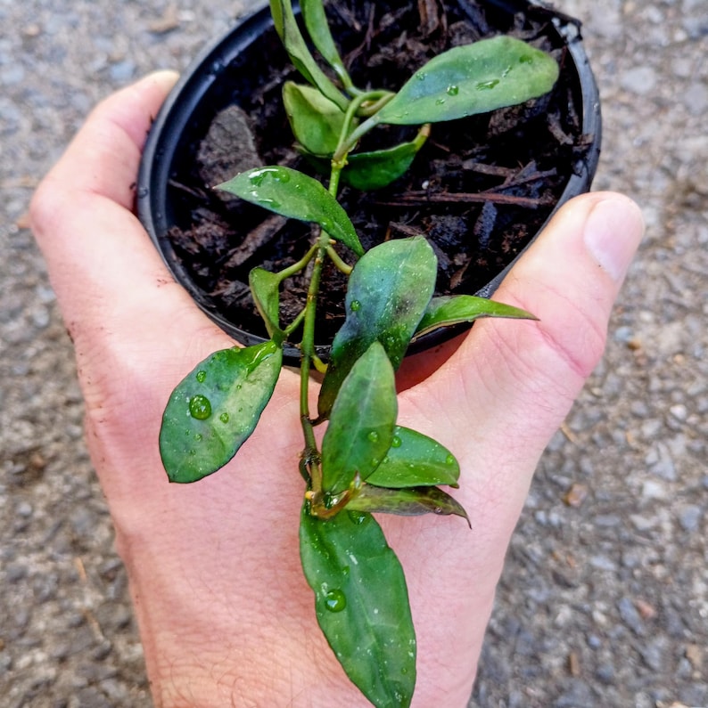 Hoya lacunosa — Cinnamon Hoya, Live Plant