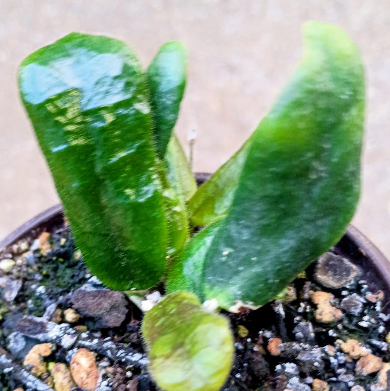 Hoya rotundiflora — Square Leaf Hoya, Live Plant