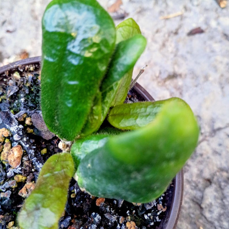 Hoya rotundiflora — Square Leaf Hoya, Live Plant