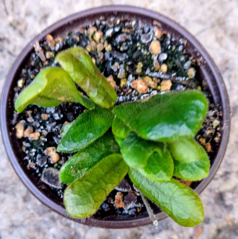 Hoya rotundiflora — Square Leaf Hoya, Live Plant