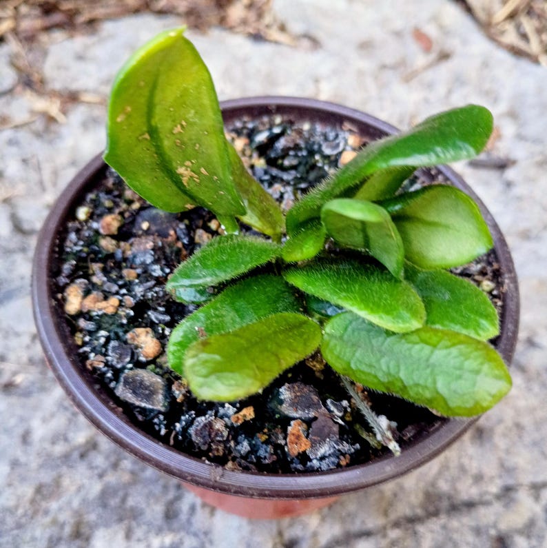 Hoya rotundiflora — Square Leaf Hoya, Live Plant