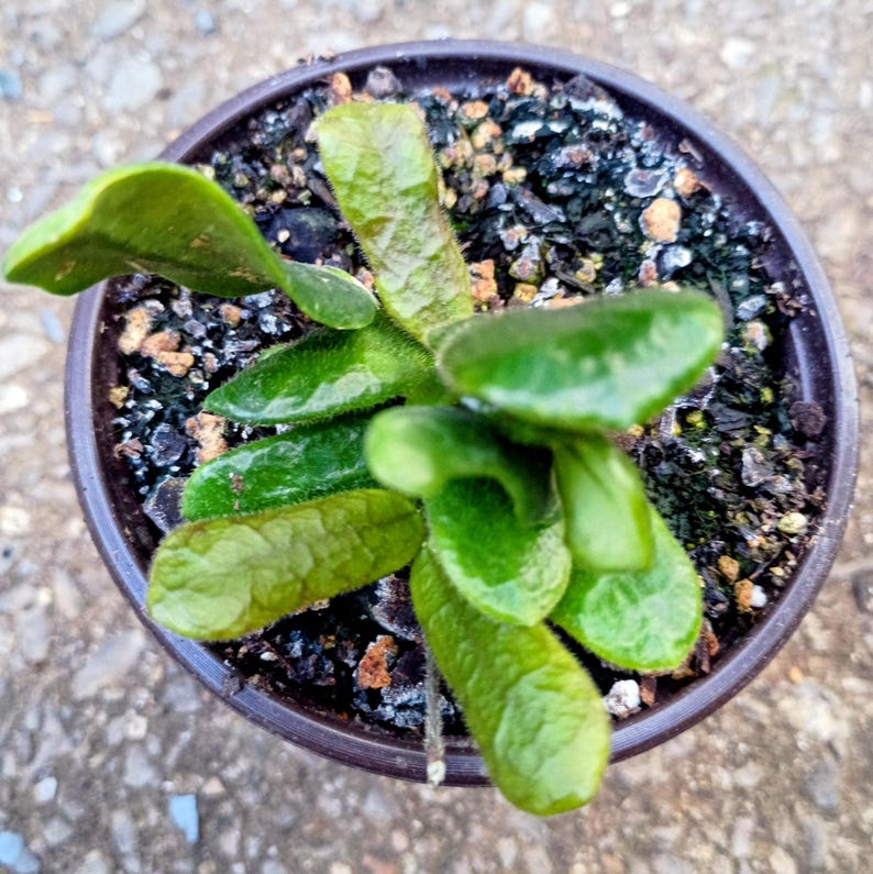 Hoya rotundiflora — Square Leaf Hoya, Live Plant