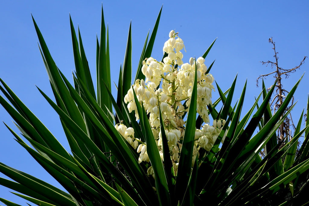 Yucca filamentosa — Adam's Needle | Native Tennessee Perennial, Live Plant