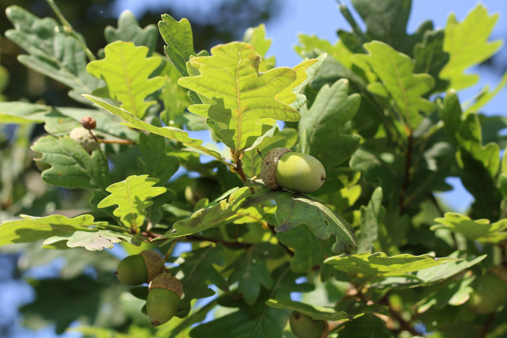 Quercus velutina — Black Oak | Native Tennessee Keystone Tree, Live Plant