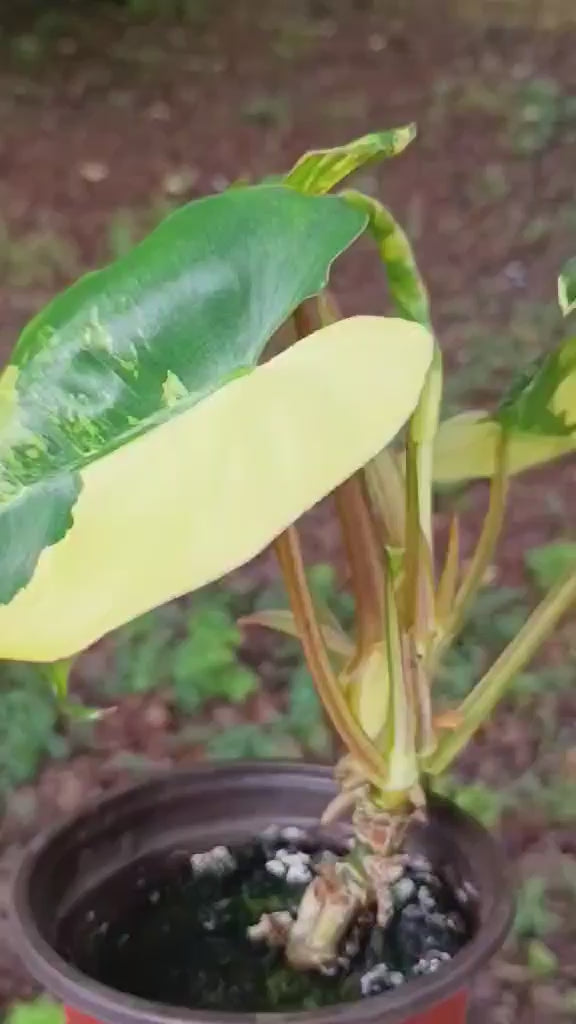 Philodendron 'Burle Marx' Variegata — Variegated Collector Aroid, Live Plant