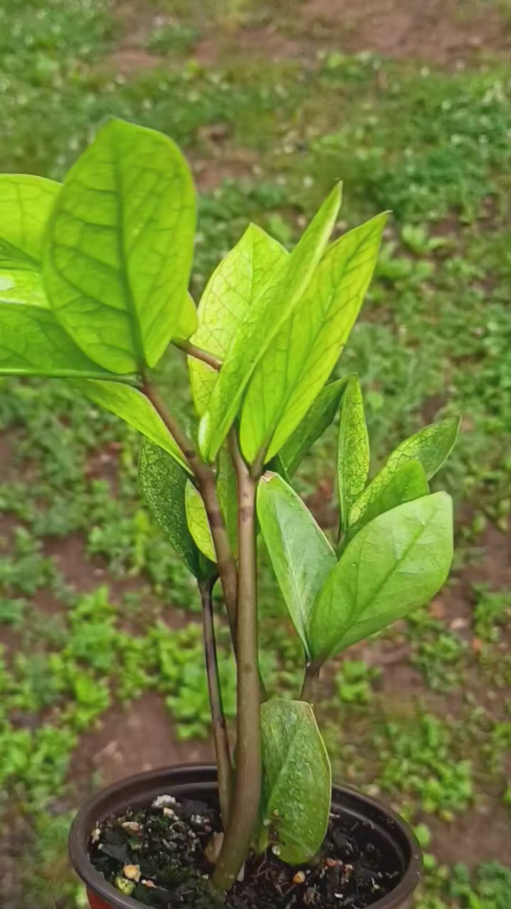 Zamioculcas 'Chameleon' — Chameleon ZZ Plant, Live Plant