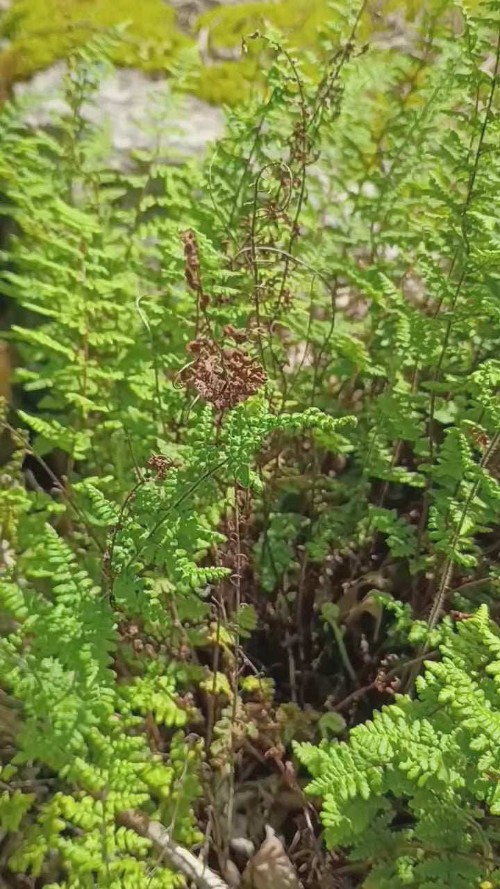 Myriopteris lanosa — Hairy Lip Fern | Native Tennessee Rock Garden Fern, Live Plant