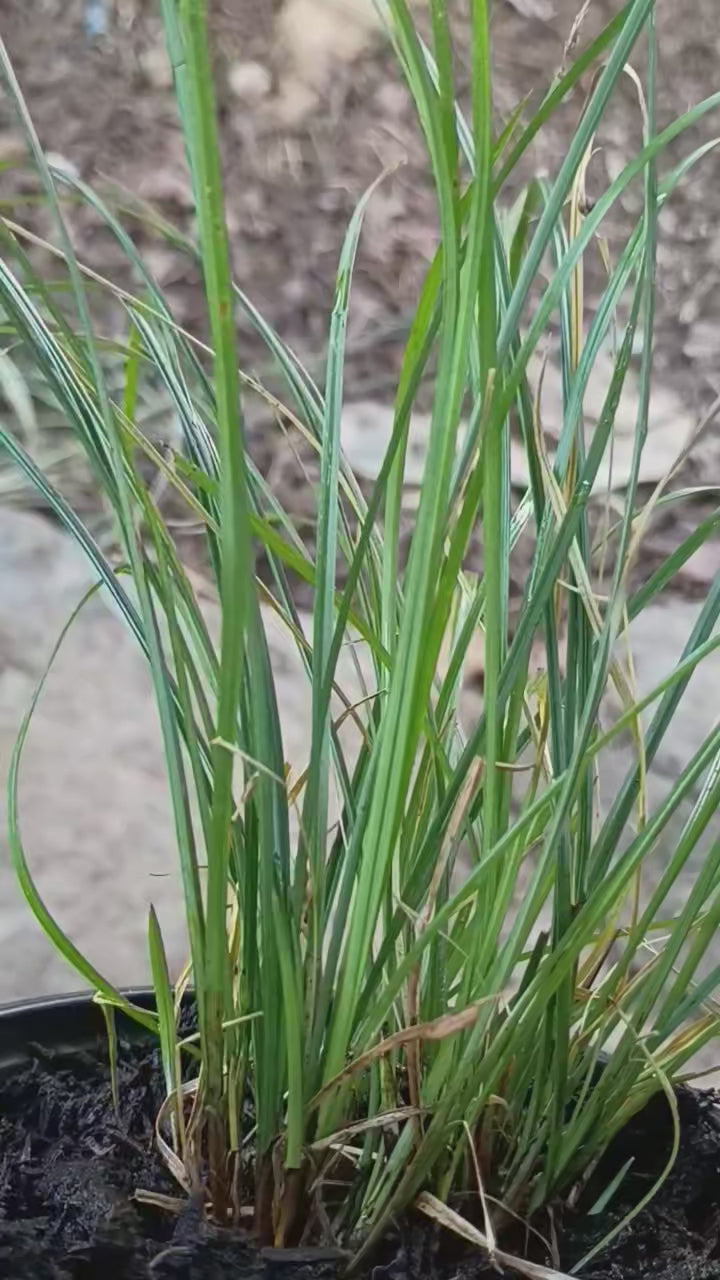 Carex pensylvanica — Pennsylvania Sedge | Native Tennessee Dry Shade Groundcover, Live Plant
