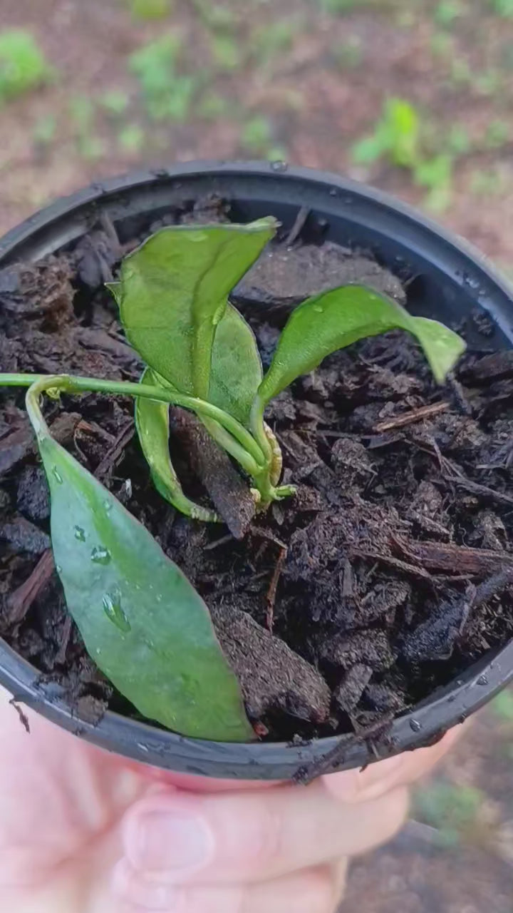 Hoya lacunosa — Cinnamon Hoya, Live Plant