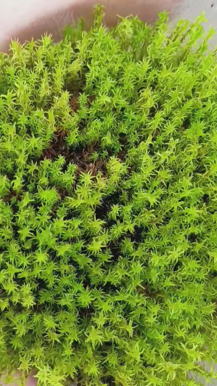 Syntrichia ruralis — Star Moss (Screw Moss) | Native Woodland Moss, Live Vessel