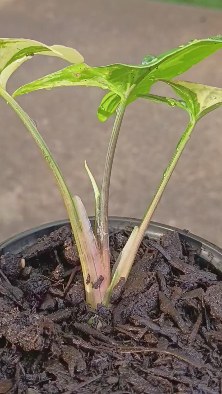 Syngonium podophyllum 'Aurea' Variegata — Variegated Arrowhead Vine, Live Plant