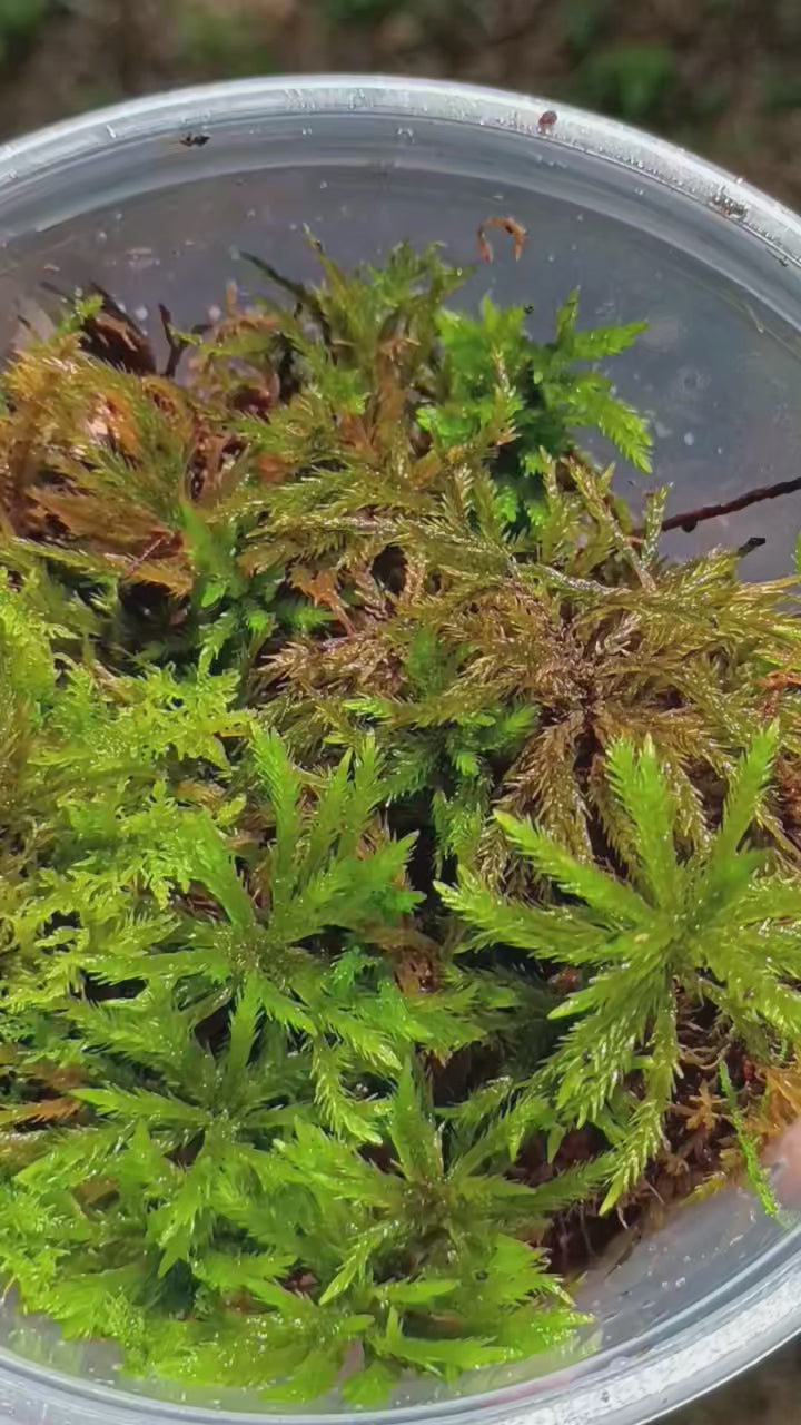 Climacium americanum — American Tree Moss | Native Woodland Moss, Live Vessel