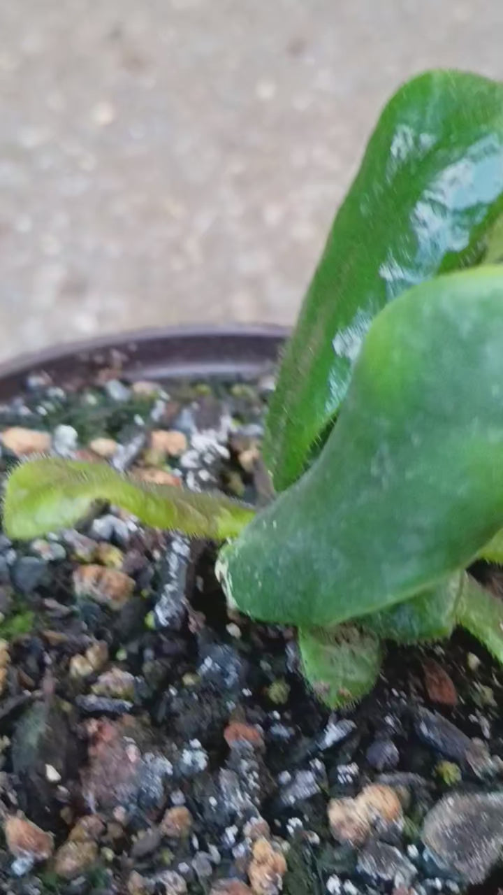 Hoya rotundiflora — Square Leaf Hoya, Live Plant