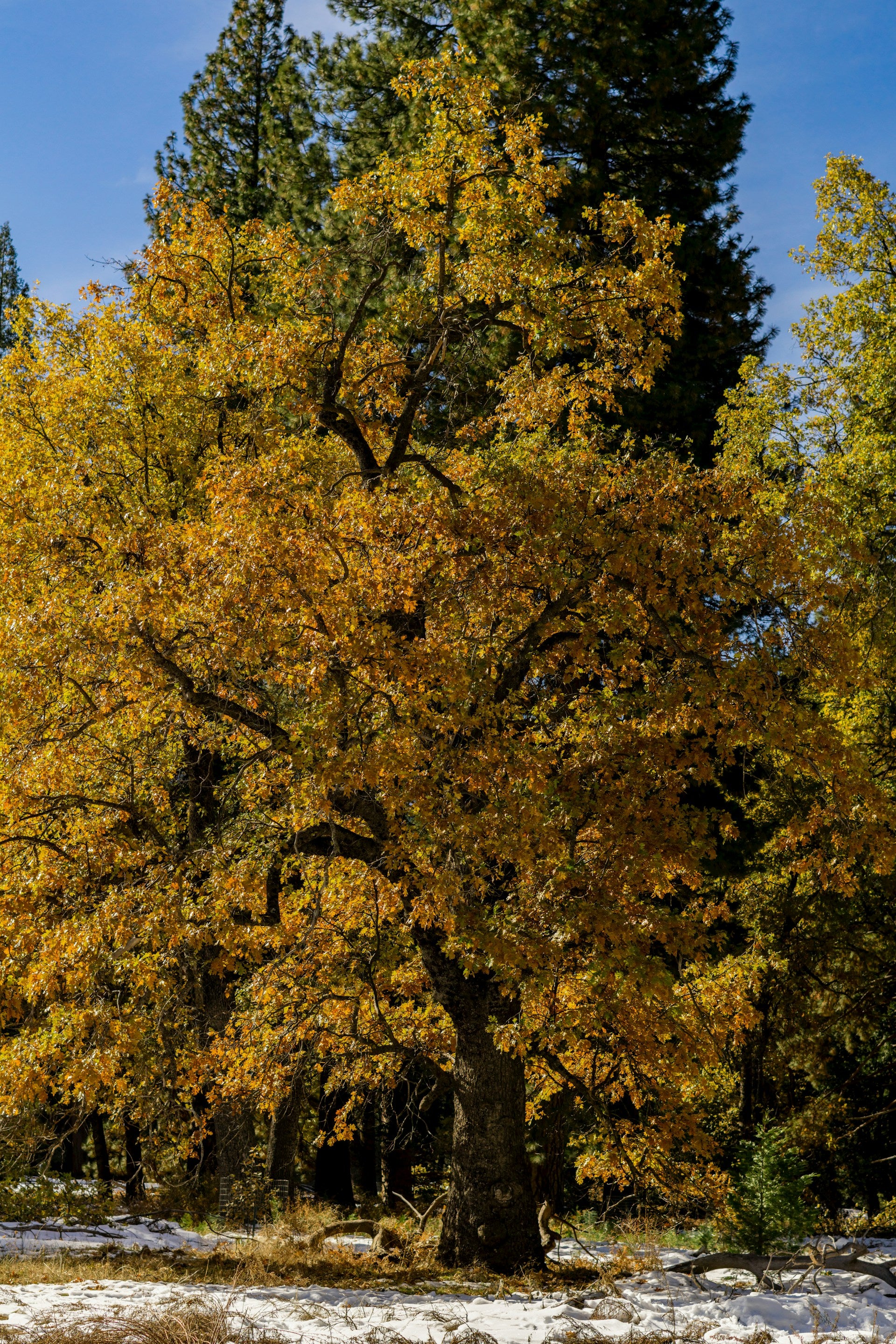 Quercus velutina — Black Oak | Native Tennessee Keystone Tree, Live Plant