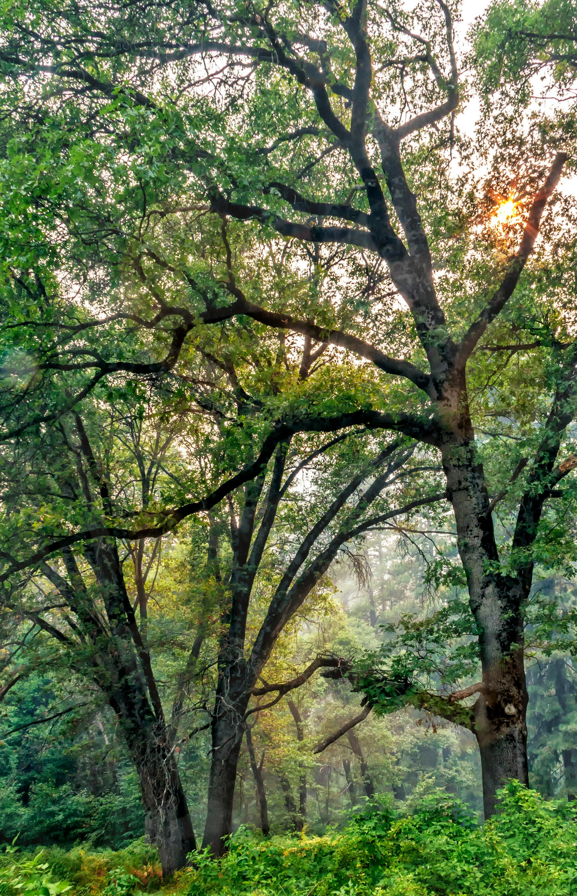 Quercus velutina — Black Oak | Native Tennessee Keystone Tree, Live Plant